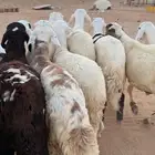 جذعان سواكن فاخر