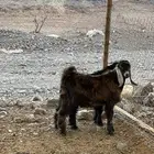 تيوس عوارض سمان طيبات