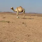 حرة لقحة تلد قريب