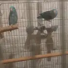 مني روز الون أزرق