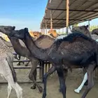 قعدان للبيع طيبة