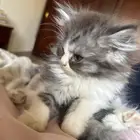 بسه كتن صغير للبيع