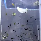 للبيع شريمب نهري