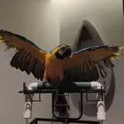 مكاو بلو اند قولد