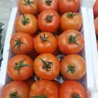 مطلوب عمال زراعه