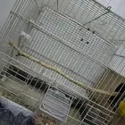 للبيع 9 اقفاص