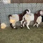 تيوس وإ جفاره