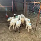 خرفان بلدي تربية