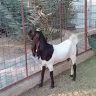 الاحساء الجفر