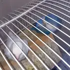 جوز روز انثى البينو عيون حمراء والذكر فايلت معى انتاجهم