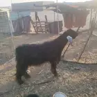 حائل النحيتية