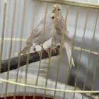 كناري ستانيت