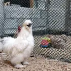 دجاج قطني امريكي نوادر