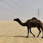 مجهم ضروبه للبيع