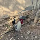 ديك فيومي جروم طيبة