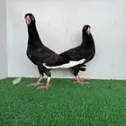 طبة مساويد اسود