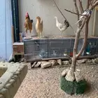 الرياض حي الشفاء