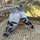 طبه حمام زاجل ايس للبيع