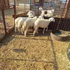 بهم حري طليان ورخال 15