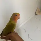 طير روز للبيع السعر 250 قابل للتفاوض