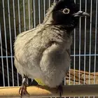 ذكر بلبل سوري