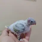 فروخ كنيور مون شك