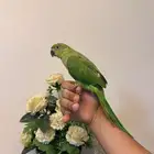 فرخ ببغاء الدره الهندي بسعر مغري