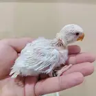 فروخ روز البينو