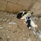 صيصان بط مسكوفي