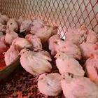 200 صوص سمان تكساس اللاحم