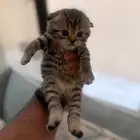 سكوتش فولد تايقر