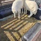 خروف ررخل فل