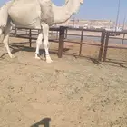 فحل على عليان بعير الأمير سلطان بن محمد