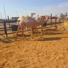 قعدان لبنيات مسحوبه من امهاتها