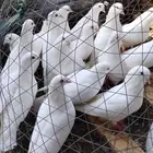 حمام فرنسي لاحم ابيض وسلفر جامبو