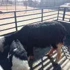 للبيع نجديه والد للبيع