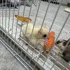 العتيبية شارع الجزائر