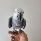 ببغاء كاسكو