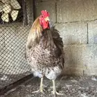 وايندوت احجام وأجمل الالوان