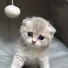 سكوتش دبل فولد كيتن عمر شهرين بسعر مغري