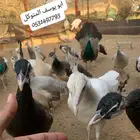 طاووس للبيع