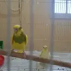 عصافير جميله جوز ذكر وأنثى مع القفص