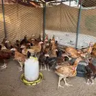 فروخ دجاج فرنسي