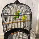 عصافير للبيع