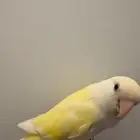 طير فيشر طيور