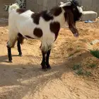 للبيع تيس مشروك