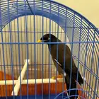 طائر المينا