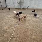 دجاج باكستاني