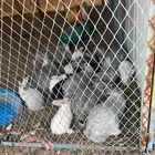 ارانب شنيلا