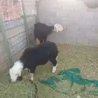 رخله نجديه للبيع مع امها